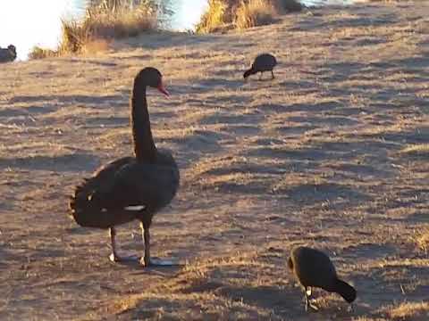 2018 July 21 ~ Swans strut like peacocks