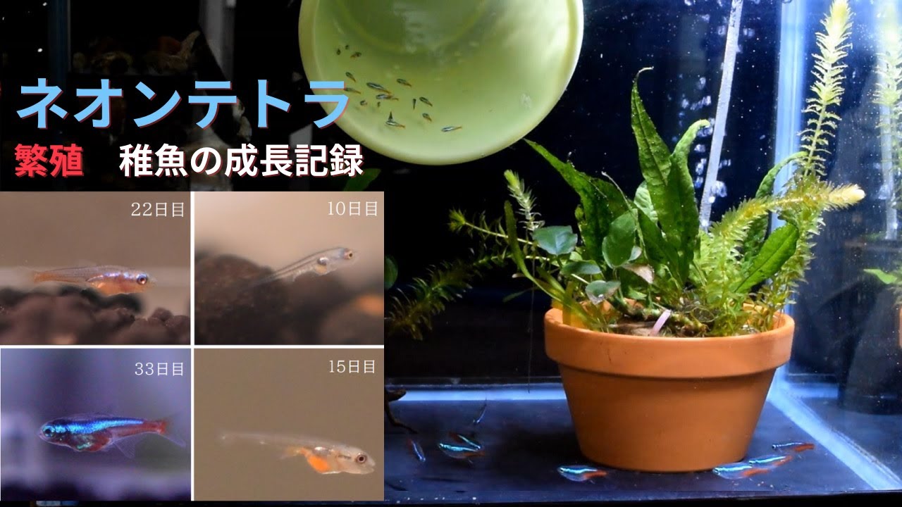 ネオンテトラの繁殖　稚魚の生存率85パーセント