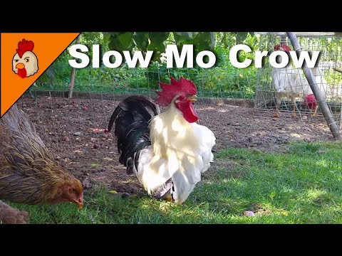 Rooster Crow in Slow Mo - Top 10 Best Rooster Crowing Sound Effects Compilation - Funny Chicken