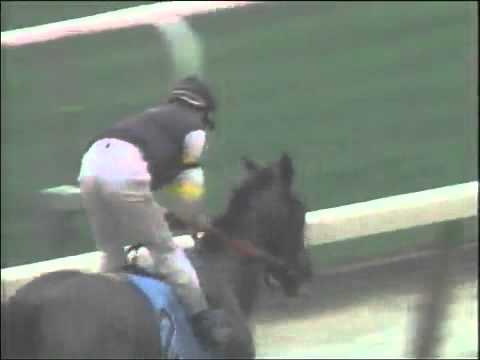 1993 Belmont Futurity - Holy Bull
