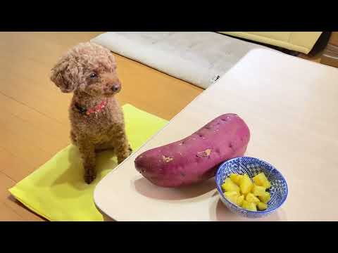 De esto se trata el otoño🐩💓