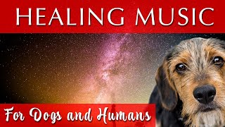 Healing Music for Dogs and Humans [Deep Relaxation]