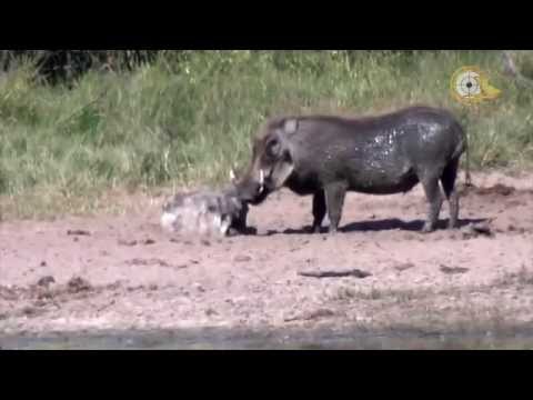 Охота на африканского кабана (бородавочника).