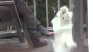 What Cats Really Think When They Do Cat Stuff: Heavy Metal Kitten