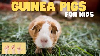 ASL Guinea Pigs for Kids