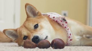 Fall Treat for Dogs: ROASTED CHESTNUTS!
