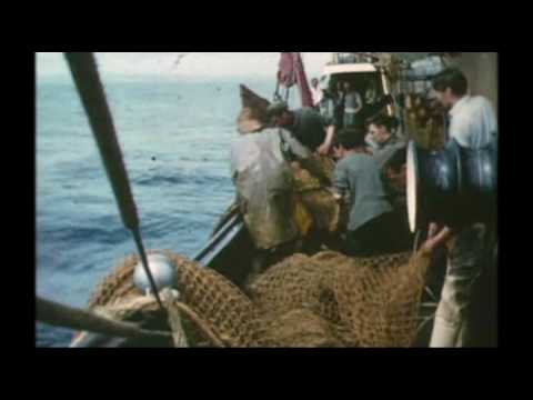 Der Fall des schrumpfenden Kabeljaus