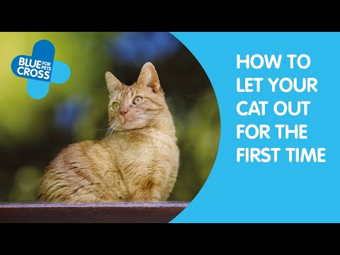 How To Let Your Cat Out For The First Time | Blue Cross