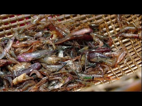 JEJAK PETUALANG | KEKAYAAN ALAM KHATULISTIWA KALIMANTAN BARAT (30/01/19) PART 1