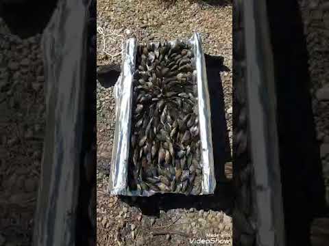 La recette oublié :l éclade de moules en Charente-Maritime