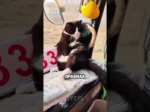 Кот, который знает правила безопасности