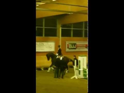 Hengst Captain Collin ( Captain Fire x Collin L x Ars Vivendi)