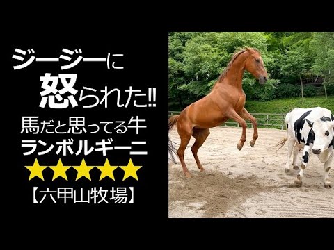 馬は反芻動物ですか?