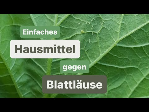 Hausmittel gegen Blattläuse | NUR 2 Zutaten | DIY Schädlingsbekämpfung 🪳
