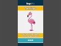 flamingo - a tall, pink bird with long... video thumbnail
