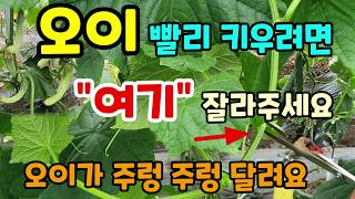 오이 빨리 키우려면 여기 잘라주세요 오이가 주렁 주렁 달려요 #오이키우기