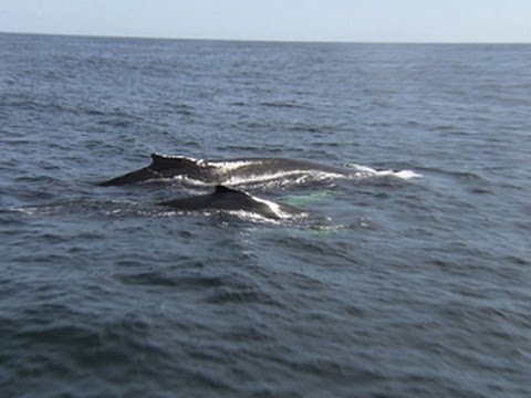3rd YouTube video about are there whales in the atlantic ocean