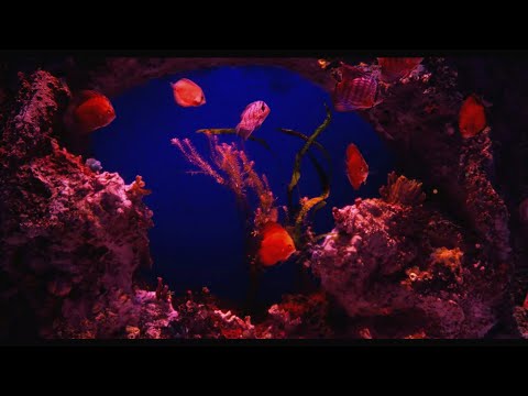 Reddish Coral Reef Aquarium with Awesome Fish 🐟 Relaxing Water Stream Noise 🐟 10 Hour Sleep Sound