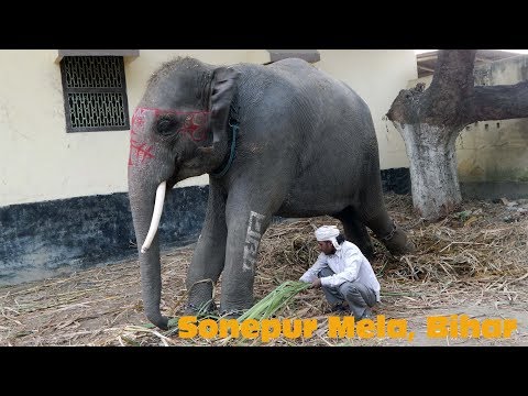 download lagu mp3 mp4 Elephant Fair, download lagu Elephant Fair gratis, unduh video klip Elephant Fair