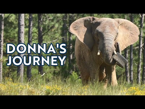 Donna's Journey