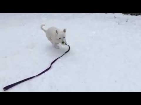 Frankenstein, an adopted Pit Bull Terrier Mix in Syracuse, NY_image-1