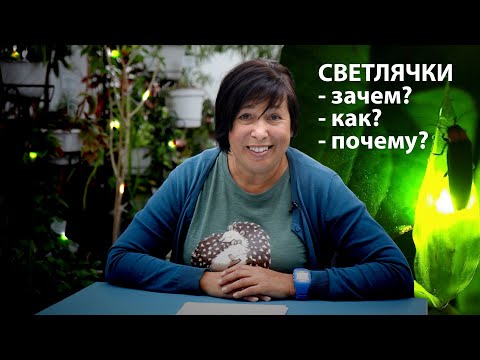 Кто такие светлячки и как они светятся? Наталья Носова