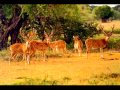 Ottam Tamil Songs