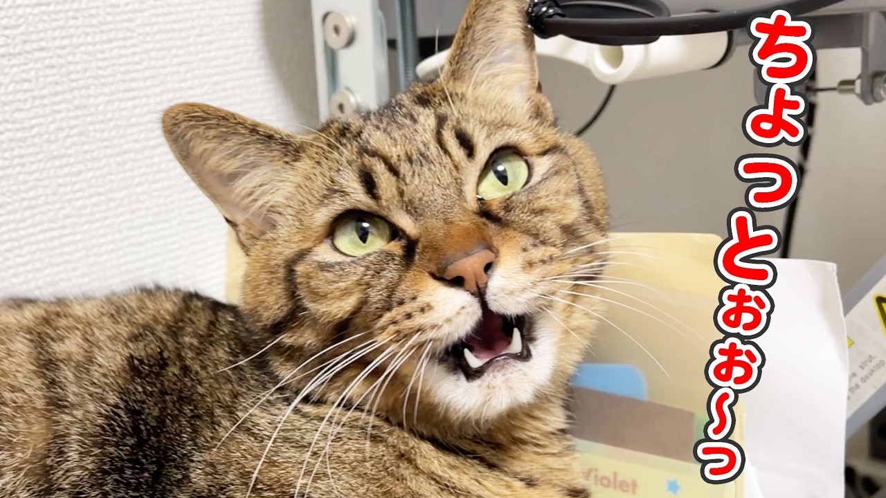 「うにゃうにゃ…」と文句を言いながらも、飼い主のお触りに身を委ねる猫