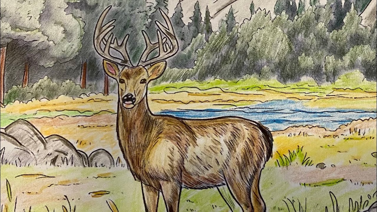 Coloring Deer in Yosemite National Park | Calming Music | Artistic Drawing