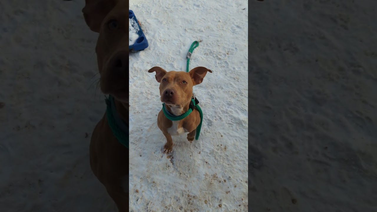 Enlarge Goldie, a Adoptable Mixed Breed in Philadelphia, PA video 6/6