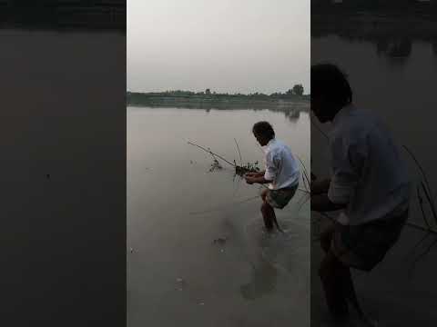 এই ভাবে বোয়ালমাছ  ধরা কি ঠিক?😔🐟🎣