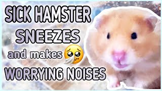 This is how a HAMSTER with COLD sounds Like🤧Hamster makes Worrying Noises🥺