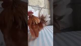 Cock #5