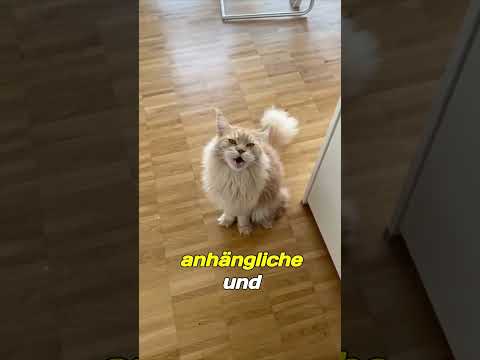 Maine Coon🐱, an abnormally large cat breed! #shorts #mainecoon #cat #madworld