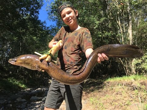 Spearfishing HUGE Eels! Catch n Cook, (primitive spear making)