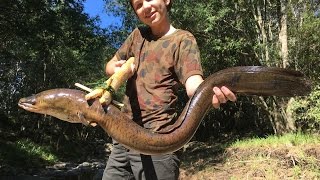 Spearfishing HUGE Eels! Catch n Cook, (primitive spear making)