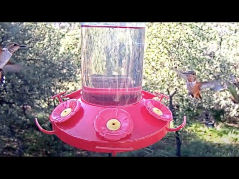 Sparkling Orange! Rufous Hummingbirds Show Off Iridescent Throat Spots – Sept. 3, 2023