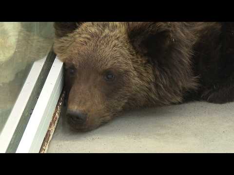 Сразу двоих медвежат спасают в Иркутске. Одного привезли из Братска, а другого нашли на КБЖД
