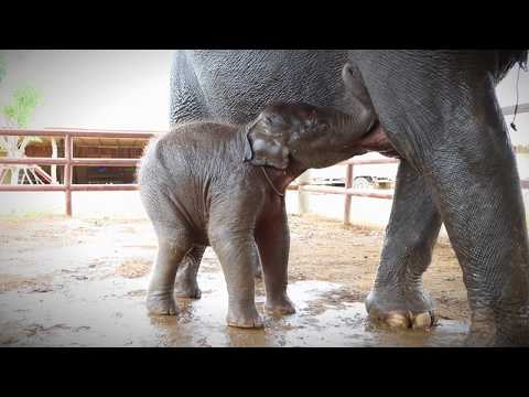 Baby Elephant Taking Mother's Milk - Elephants World
