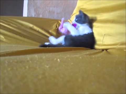 A GATINHA REVOLTADA COM O CHAVEIRINHO