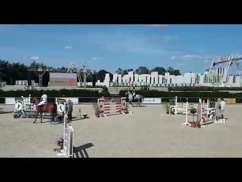 Miss Lanaken 7 j Z Stute Calvados x Caretano