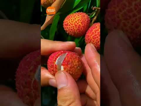 Tropical Fruit Farm Harvest -Lychee, Longan, Rambutan Harvesting Amazing Agriculture Technology 2023