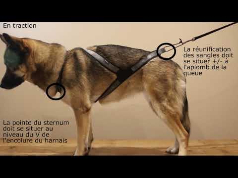 Djoring Geschirr Djore Pro