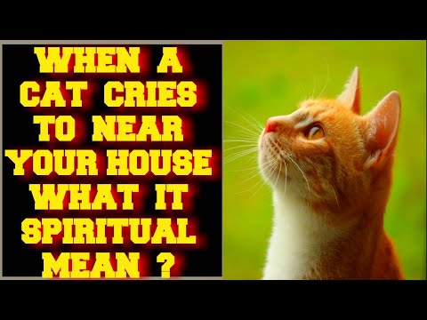 WHEN A CAT CRIES TO NEAR YOUR HOUSE WHAT IT SPIRITUALLY MEANS ?