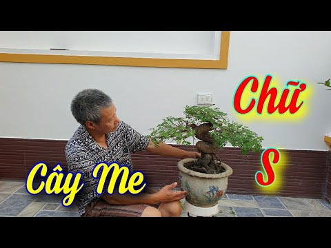 SH.6686. Cây Me hình chữ S đây bác nào thích chơi không?