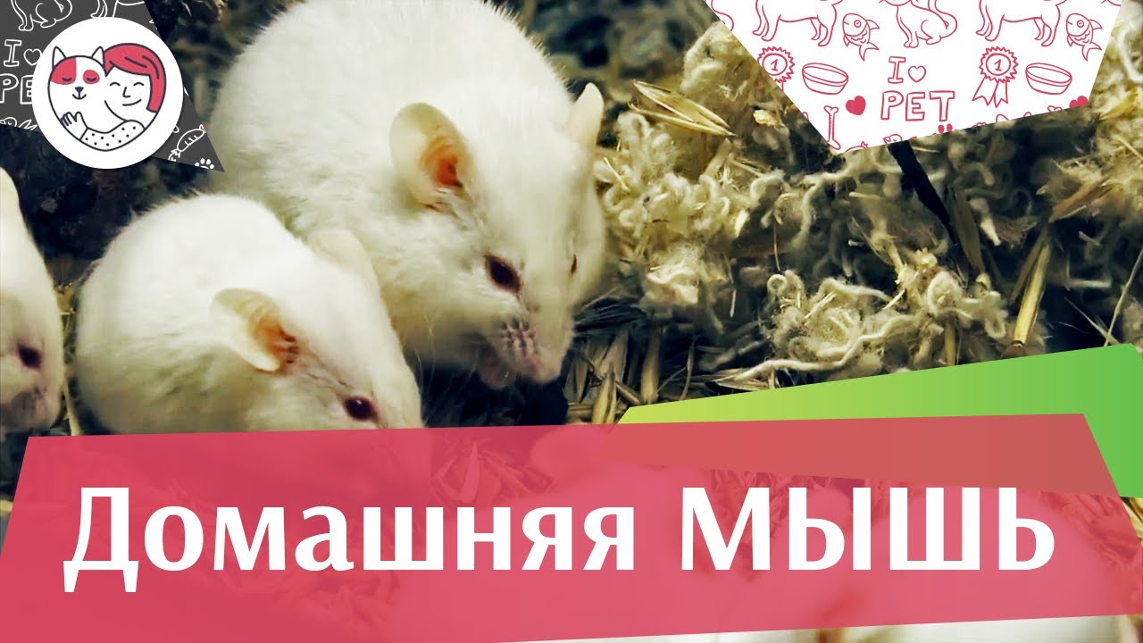 Мышь домашняя на ilikepet