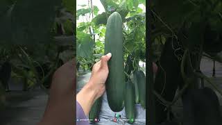 Download lagu Legen 22 Cucumber #cucumber #variety #superior #legen22 #farmers #agriculture #youngfarmers mp3