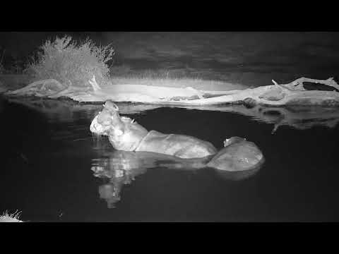 Djuma: Two Hippos working themselves up to leave the pan - 18:07 - 08/11/19