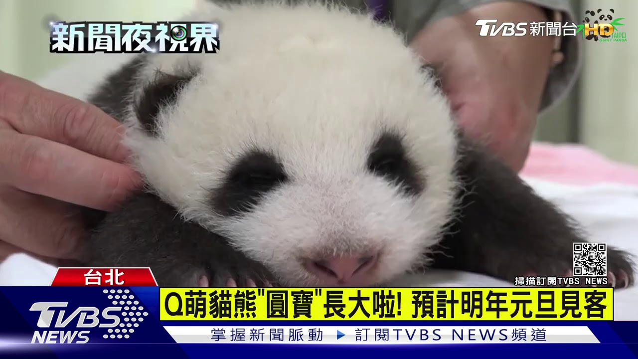 圓寶明年元旦見客 動物園特訓畫面萌翻