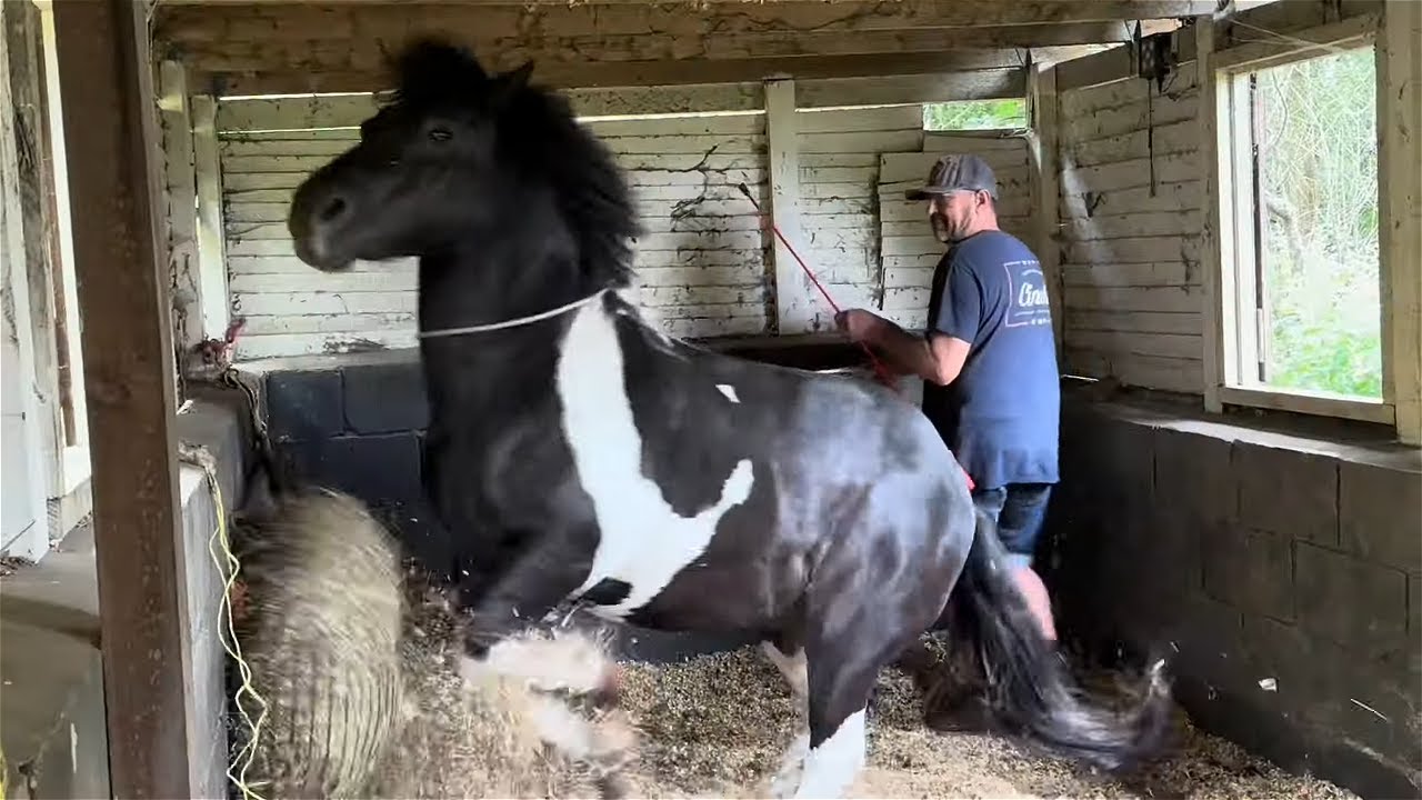 Wild, Beaten and Untouchable his Whole Life!!